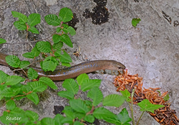 Blindschleiche (Anguis fragilis colchica)